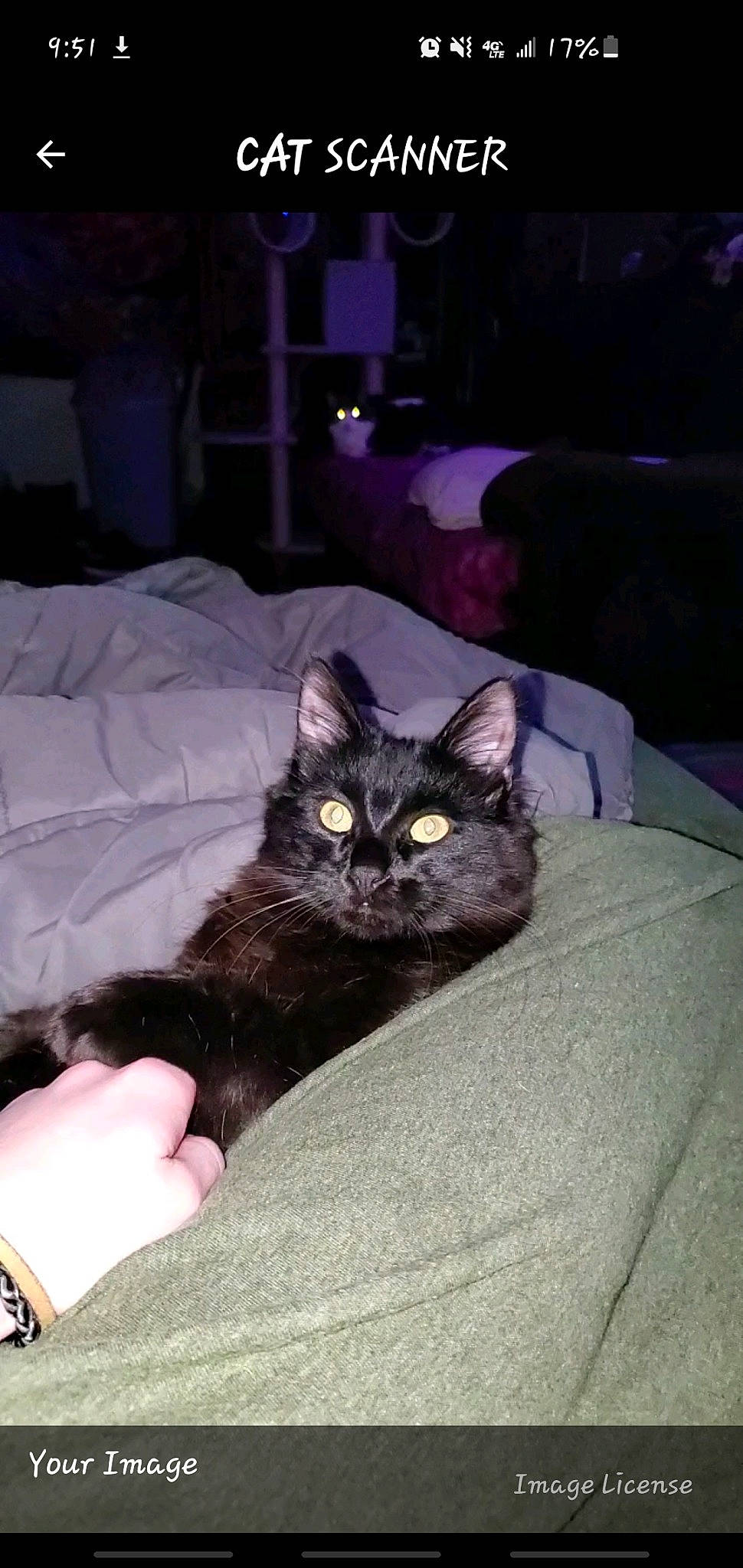 Ebisu joined the competition — help win amazing prizes! bed, black_cat, bombay, carnivore, cat, comfort, couch, domestic_short_haired_cat, eye, felidae, fur, furniture, grey, linens, picture_frame, room, sitting, small_to_medium_sized_cats, watch, whiskers