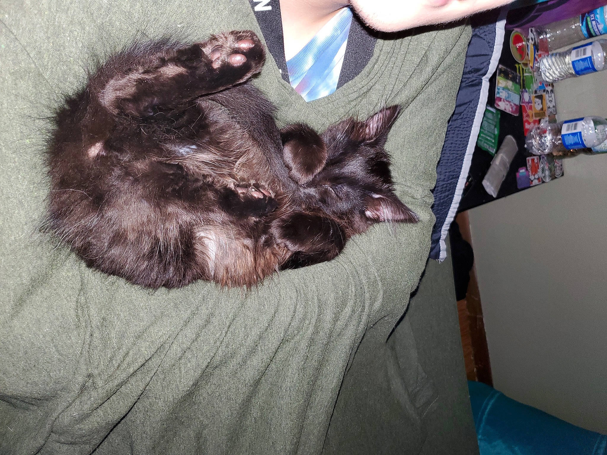 Ebisu is registered to the contest to win money with this photo: black_cat, carnivore, cat, comfort, companion_dog, dog_breed, domestic_short_haired_cat, fawn, felidae, fur, grey, linens, liver, paw, sleeve, small_to_medium_sized_cats, snout, t_shirt, tail, whiskers