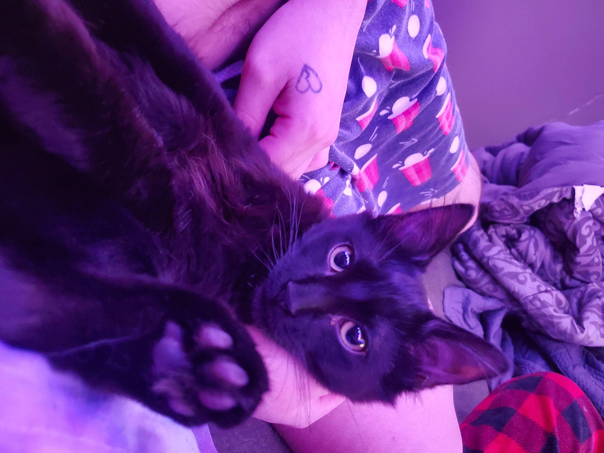 Ebisu is registered to the contest to win money with this photo: carnivore, cat, cool, dress, electric_blue, felidae, finger, gesture, hand, linens, magenta, nail, pink, plant, purple, sleeve, small_to_medium_sized_cats, textile, violet, whiskers