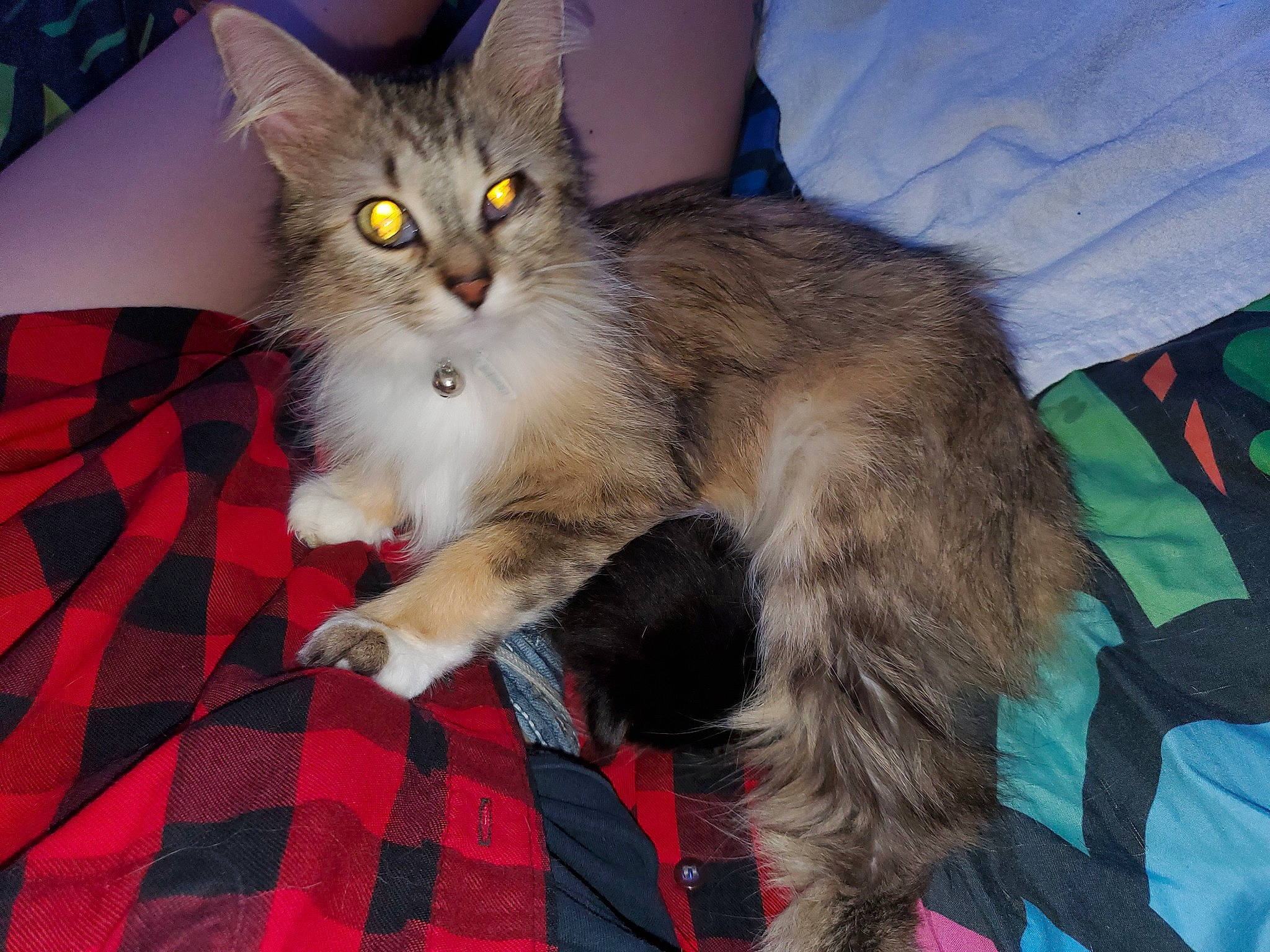 Trooper joined the competition — help win amazing prizes! carnivore, cat, claw, comfort, domestic_short_haired_cat, fawn, felidae, fur, lap, pattern, paw, plaid, small_to_medium_sized_cats, snout, tail, tartan, whiskers