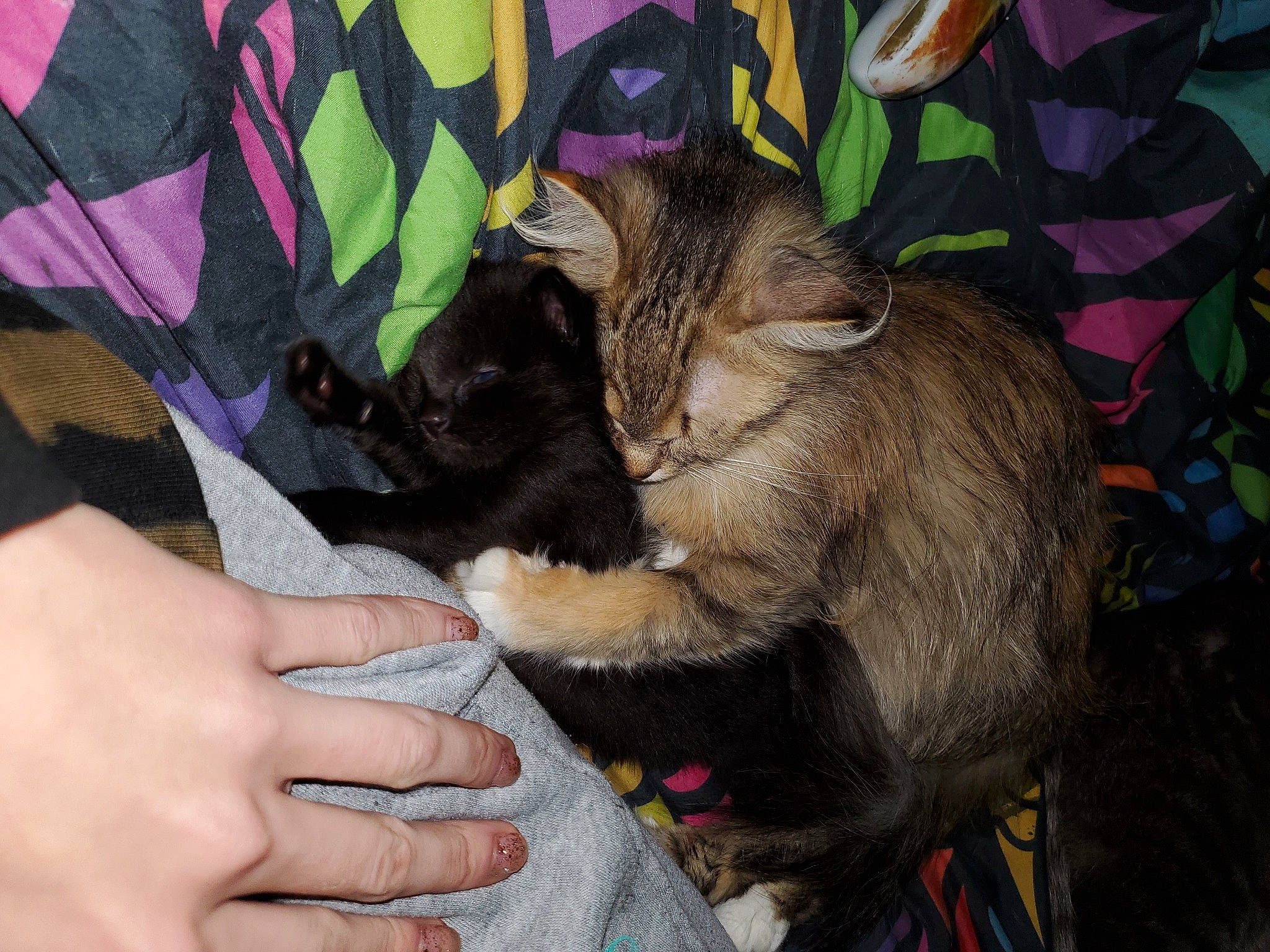 Trooper joined the competition — help win amazing prizes! art, carnivore, cat, claw, comfort, dog_breed, domestic_short_haired_cat, fawn, felidae, fur, gesture, grass, lap, nail, paw, plant, small_to_medium_sized_cats, tail, whiskers