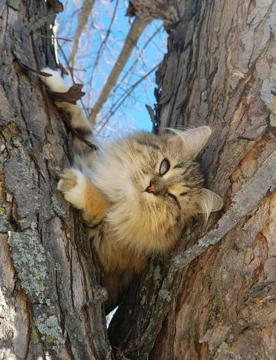 Trooper joined the competition — help win amazing prizes! beak, bird_of_prey, carnivore, cat, claw, felidae, fur, plant, plant_stem, small_to_medium_sized_cats, tail, terrestrial_animal, tree, trunk, twig, whiskers, wildlife, wood