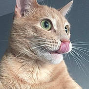 Chance joined the competition — help win amazing prizes! cat, orange_tabby, green_eyes, whiskers, tongue_out, close_up, fur, pet, animal, indoor, curious, cute, feline, portrait, soft_light, domestic_cat, mammal, nose, ears, expression