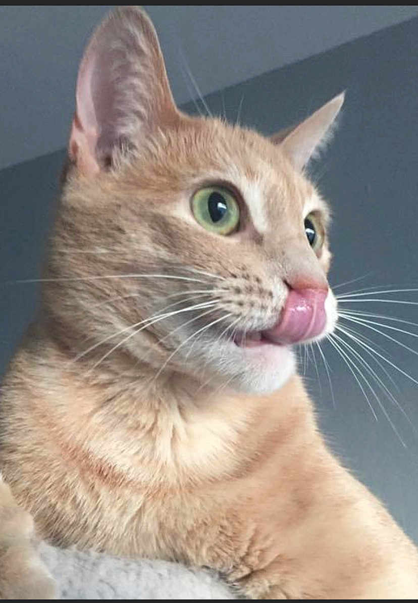 Chance joined the competition — help win amazing prizes! cat, orange_tabby, green_eyes, whiskers, tongue_out, close_up, fur, pet, animal, indoor, curious, cute, feline, portrait, soft_light, domestic_cat, mammal, nose, ears, expression
