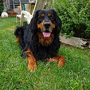 Raven a rejoint le concours — aidez-le/la à gagner de superbes lots ! animal, black_and_tan, bushes, canine, dog, domestic, friendly, fur, garden, grass, happy, lawn, leafy, nature, outdoor, pet, playful, resting, summer, tongue_out