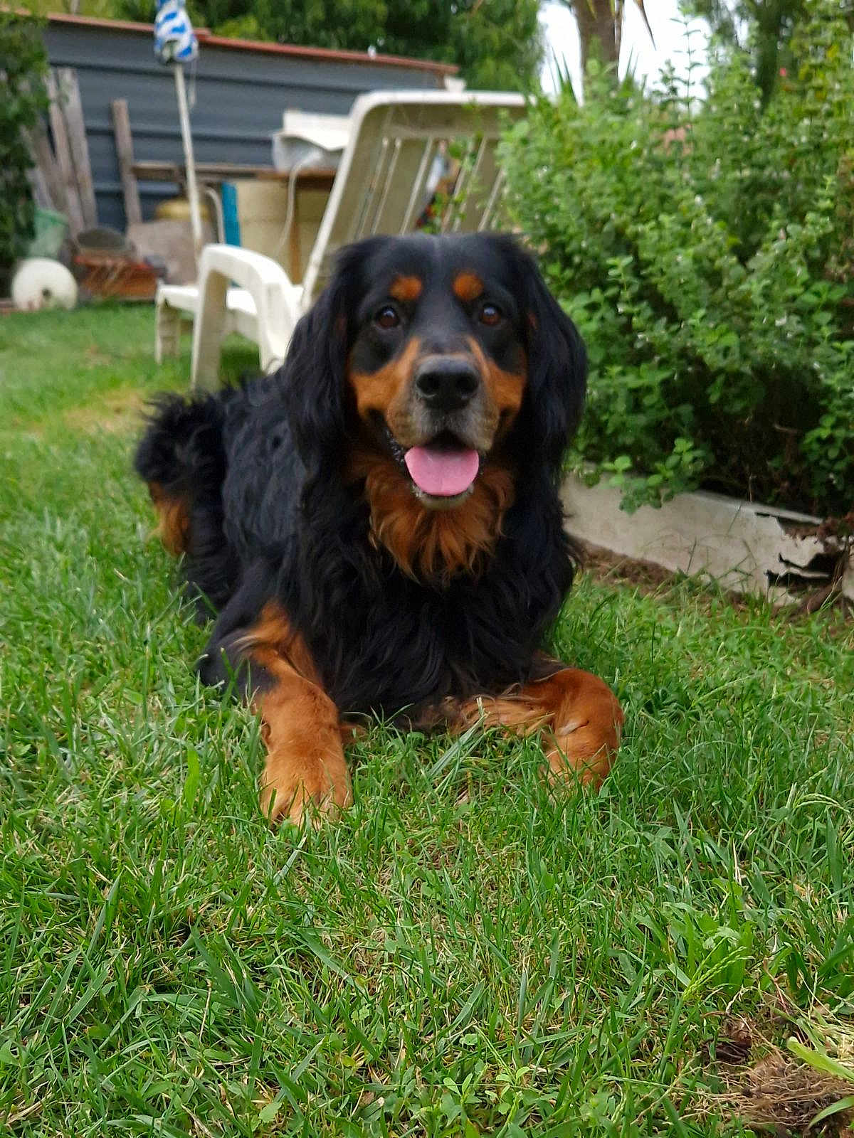 Raven a rejoint le concours — aidez-le/la à gagner de superbes lots ! animal, black_and_tan, bushes, canine, dog, domestic, friendly, fur, garden, grass, happy, lawn, leafy, nature, outdoor, pet, playful, resting, summer, tongue_out