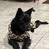 Paloma joined the competition — help win amazing prizes! animal, black_dog, blurred_background, canine, companion, dog, domestic_animal, ears, fur, furniture, indoor, laying_down, leopard_print, muzzle, paw, pet_clothing, portrait, resting, tile_floor, whiskers