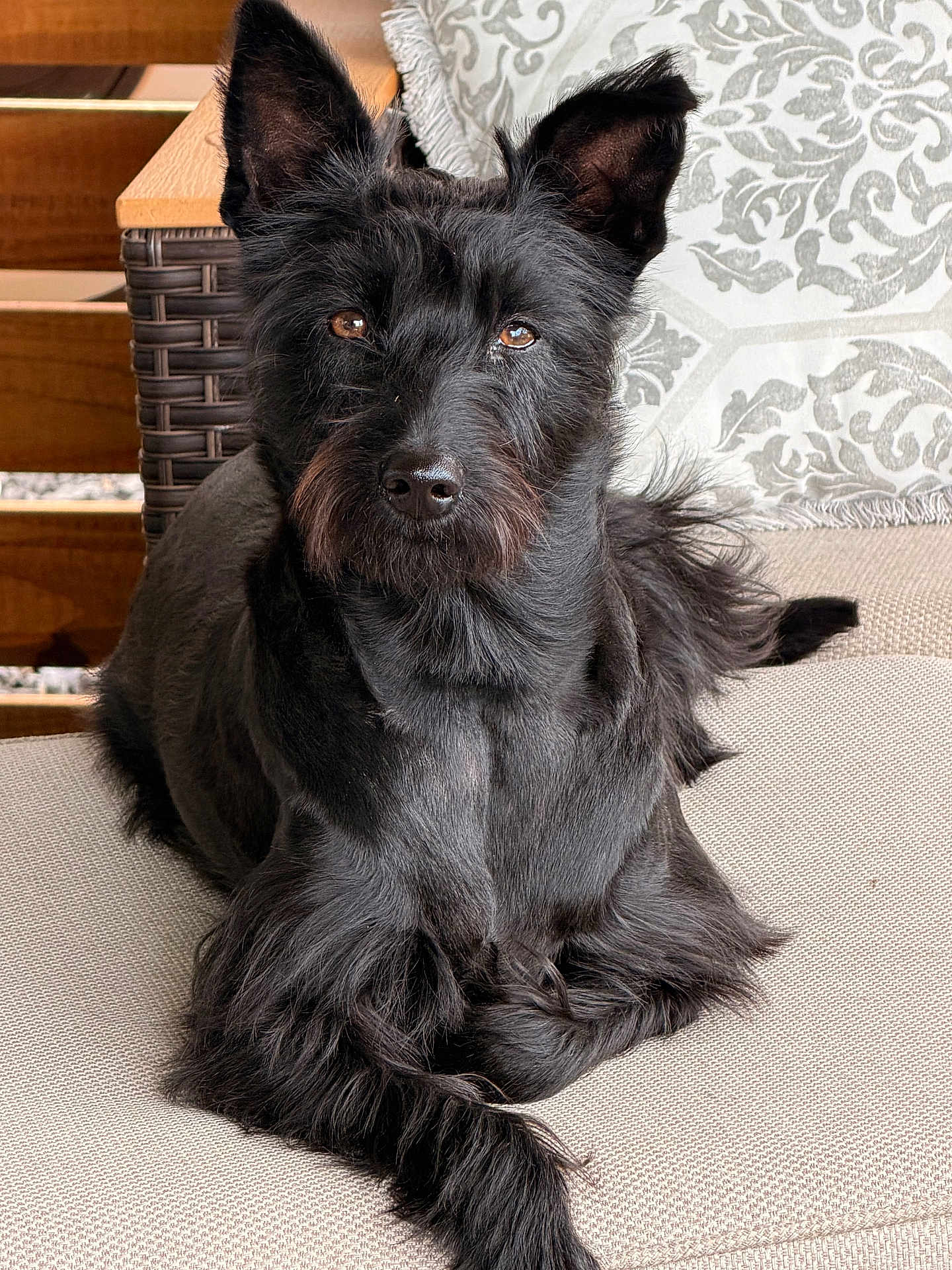 Paloma is registered to the contest to win money with this photo: dog, black_dog, terrier, pet, sitting, couch, cushion, pillow, wicker_chair, porch, fur, ears, eyes, nose, whiskers, portrait, relaxed, furniture, close_up, companion