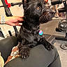Paloma joined the competition — help win amazing prizes! animal, black_dog, brown_eyes, collar, comfort, dog, exercise_equipment, fitness, fur, gym, hand, human_interaction, indoor, lap, person, pet, sitting, tag, training_area, weights