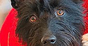 Paloma is registered to the contest to win money with this photo: adorable, animal, black_dog, brown_eyes, close_up, collar, cozy, cute, dog, domestic_animal, ears_up, face, furry, indoor, knitted_sweater, looking_at_camera, pet, portrait, red_sweater, tag