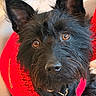 adorable, animal, black_dog, brown_eyes, close_up, collar, cozy, cute, dog, domestic_animal, ears_up, face, furry, indoor, knitted_sweater, looking_at_camera, pet, portrait, red_sweater, tag