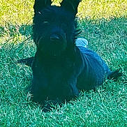 Paloma joined the competition — help win amazing prizes! animal, black_dog, canine, companion, daytime, dog, ears, field, fur, grass, lying_down, mammal, nature, outdoor, park, pet, quiet, resting, shadow, sunlight