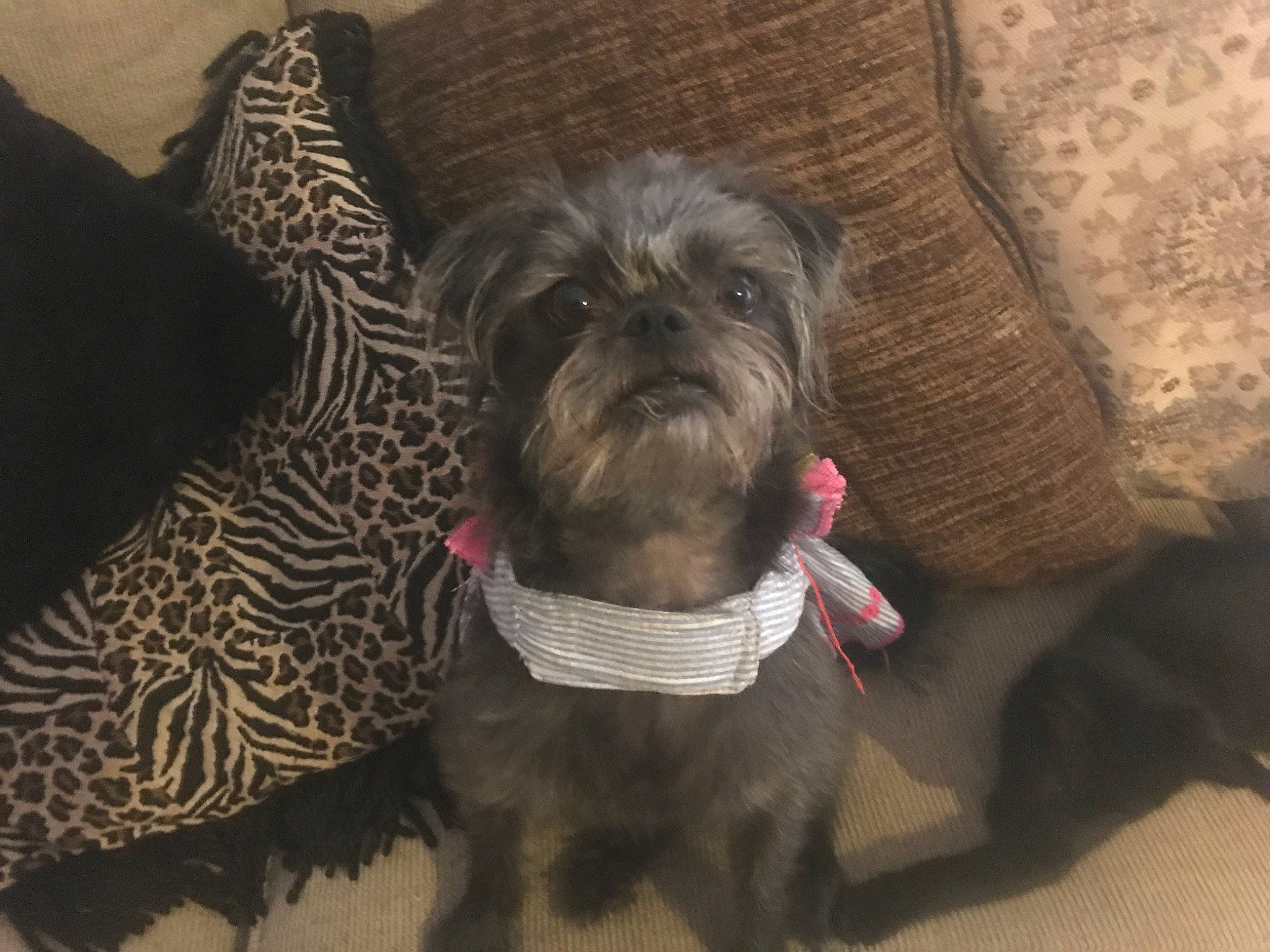 Magdalene joined the competition — help win amazing prizes! affenpinscher, cairn_terrier, canidae, carnivore, companion_dog, dog, dog_breed, griffon_bruxellois, mammal, miniature_schnauzer, morkie, non_sporting_group, puppy, schnauzer, schnoodle, shih_tzu, snout, sporting_group, toy_dog, vertebrate