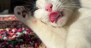 Milka participe au concours pour gagner de l'argent avec cette photo : cat, tongue, pink_nose, whiskers, paw, sunlight, colorful_rug, close_up, relaxed, sleepy, indoor, pet, feline, soft_fur, black_and_white_cat, texture, cozy, animal, cute, nap