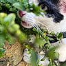 Milka a rejoint le concours — aidez-le/la à gagner de superbes lots ! cat, black_and_white_cat, green_leaves, foliage, close_up, curious, outdoor, nature, pet, whiskers, pink_nose, paw, stone, texture, plant, animal, daylight, collar, garden, hidden_face