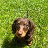 Luna joined the competition — help win amazing prizes! puppy, dog, dachshund, brown_dog, grass, outdoor, sunlight, pet, cute, young_dog, animal, small_dog, fur, canine, adorable, nature, greenery, playful, looking_up, daylight