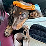 puppy, dog, pet, car_interior, cushion, orange_peel, hat, leash, closeup, brown_fur, cute, resting, paw, seat, window, daylight, curious, soft_light, animal, companion