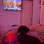 Luna is registered to the contest to win money with this photo: dog, bed, plush_toy, blanket, television, animation, indoor, door, purple_lighting, carpet, shelf, stuffed_animal, toy, furniture, room, relaxing, watching, canine, home, sleepy