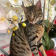 Kiwi is registered to the contest to win money with this photo: cat, tabby_cat, flower, orchid, plant, leaf, indoor, pet, glass_table, red_carpet, close_up, feline, sitting, green_eyes, nature, decor, still_life, animal, whiskers, domestic_cat