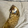 Milo Maali joined the competition — help win amazing prizes! cat, tabby, collar, feline, pet, sleeping, relaxed, stretching, fur, whiskers, bed, blanket, textured, indoor, cute, mammal, animal, domestic, resting, cozy