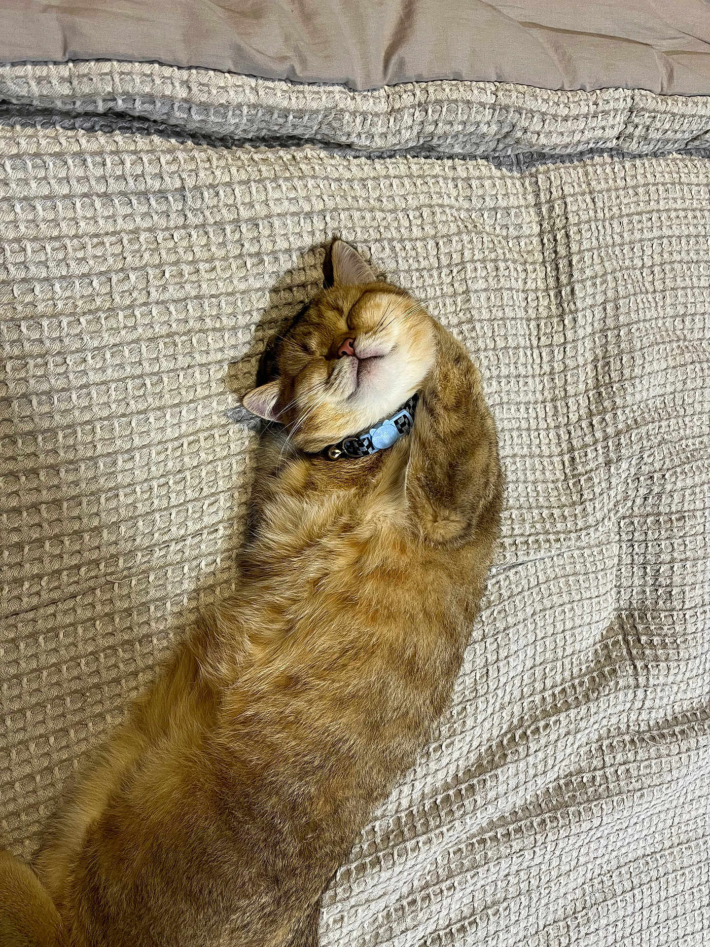 Milo Maali