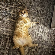 Milo Maali is registered to the contest to win money with this photo: cat, fluffy, golden, carpet, wide_eyes, lying_down, pet, indoor, fur, cute, animal, whiskers, tail, relaxed, collar, paws, playful, home, mammal, domestic