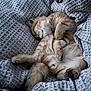 Milo Maali joined the competition — help win amazing prizes! cat, sleeping, ginger_cat, pet, cozy, blanket, soft, fur, relaxed, indoor, cute, resting, animal, whiskers, paw, collar, feline, napping, comfort, warm
