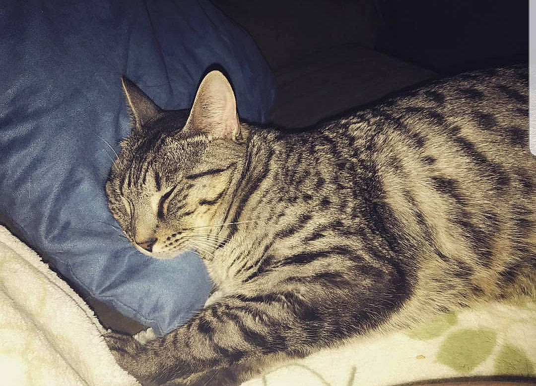 Milo joined the competition — help win amazing prizes! american_shorthair, american_wirehair, asian, australian_mist, california_spangled, carnivore, cat, domestic_short_haired_cat, dragon_li, egyptian_mau, european_shorthair, felidae, fur, mammal, ocicat, sky, small_to_medium_sized_cats, tabby_cat, vertebrate, whiskers