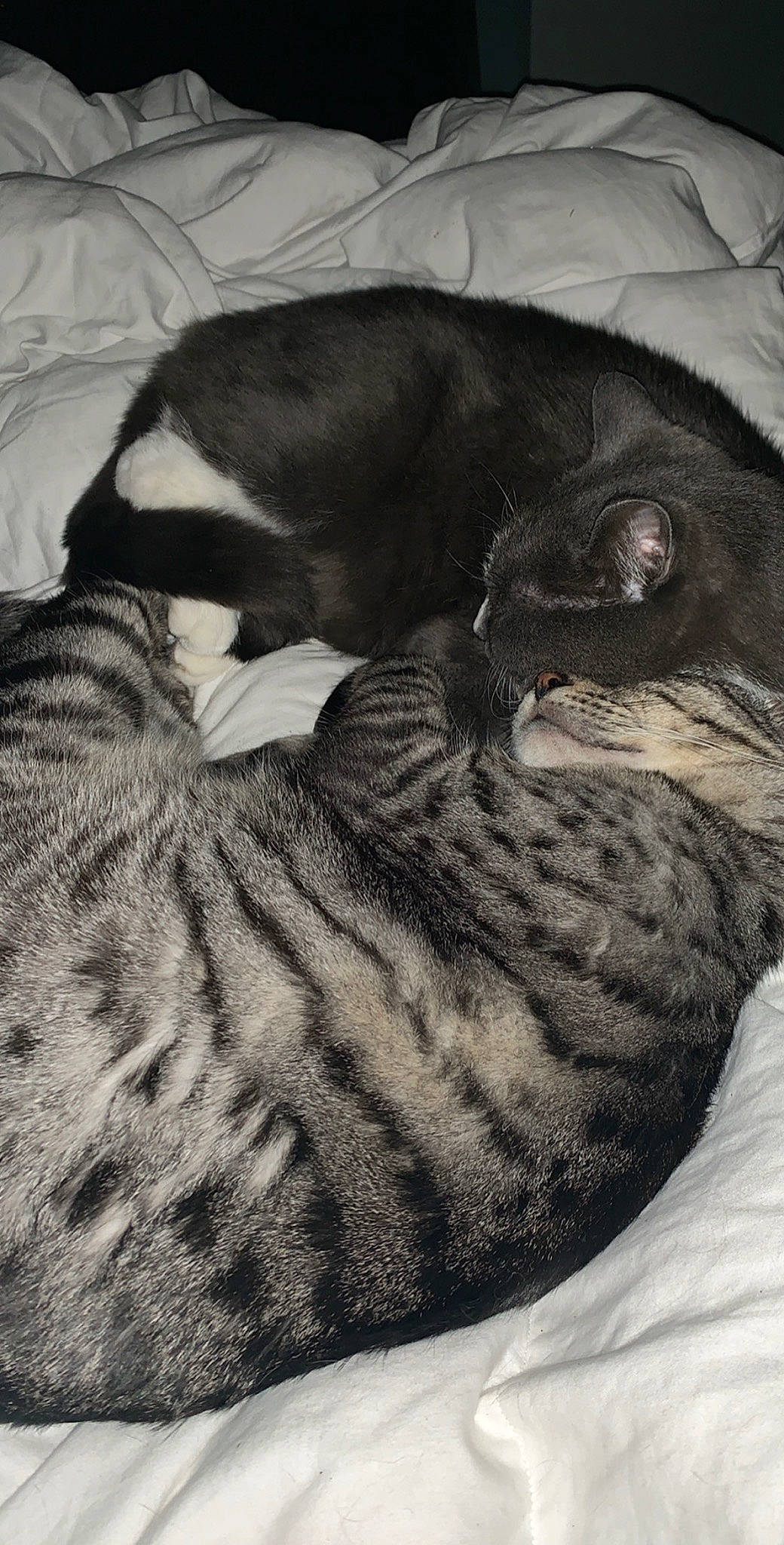 Milo joined the competition — help win amazing prizes! american_shorthair, asian, black_and_white, carnivore, cat, domestic_short_haired_cat, dragon_li, egyptian_mau, european_shorthair, felidae, fur, kitten, nap, sleep, small_to_medium_sized_cats, tabby_cat, whiskers