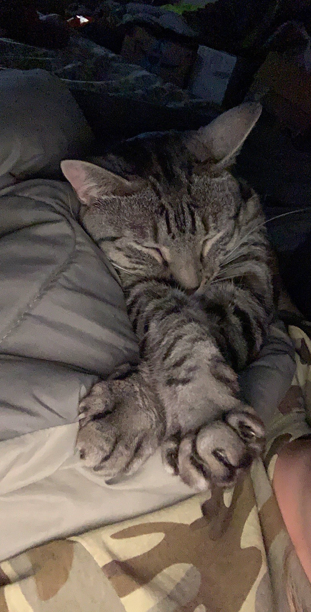 Milo is registered to the contest to win money with this photo: american_shorthair, asian, california_spangled, carnivore, cat, domestic_short_haired_cat, dragon_li, egyptian_mau, european_shorthair, felidae, kitten, mammal, nap, ocicat, pixie_bob, sleep, small_to_medium_sized_cats, snout, tabby_cat, whiskers