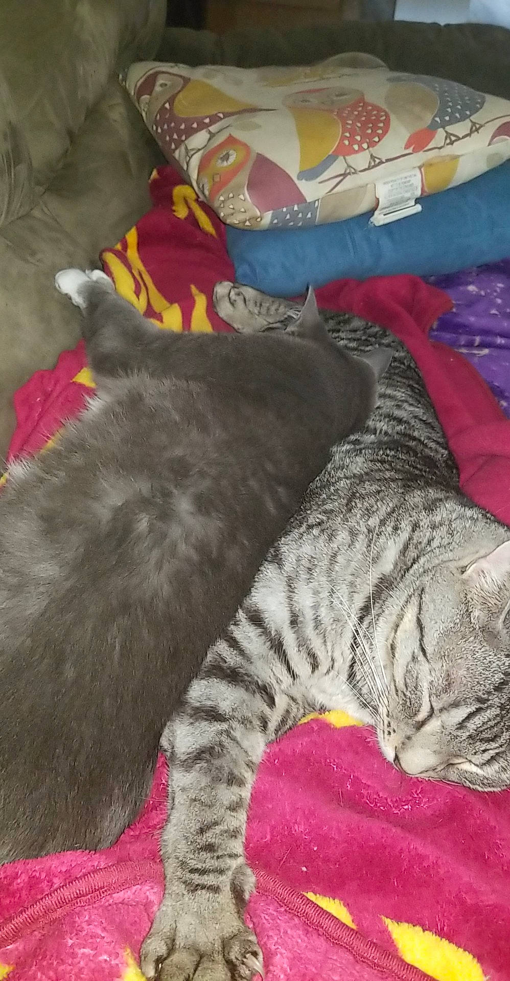 Milo is registered to the contest to win money with this photo: british_shorthair, carnivore, cat, chartreux, domestic_short_haired_cat, european_shorthair, felidae, fur, kitten, nap, pink, pixie_bob, russian_blue, sleep, small_to_medium_sized_cats, tail, textile, whiskers