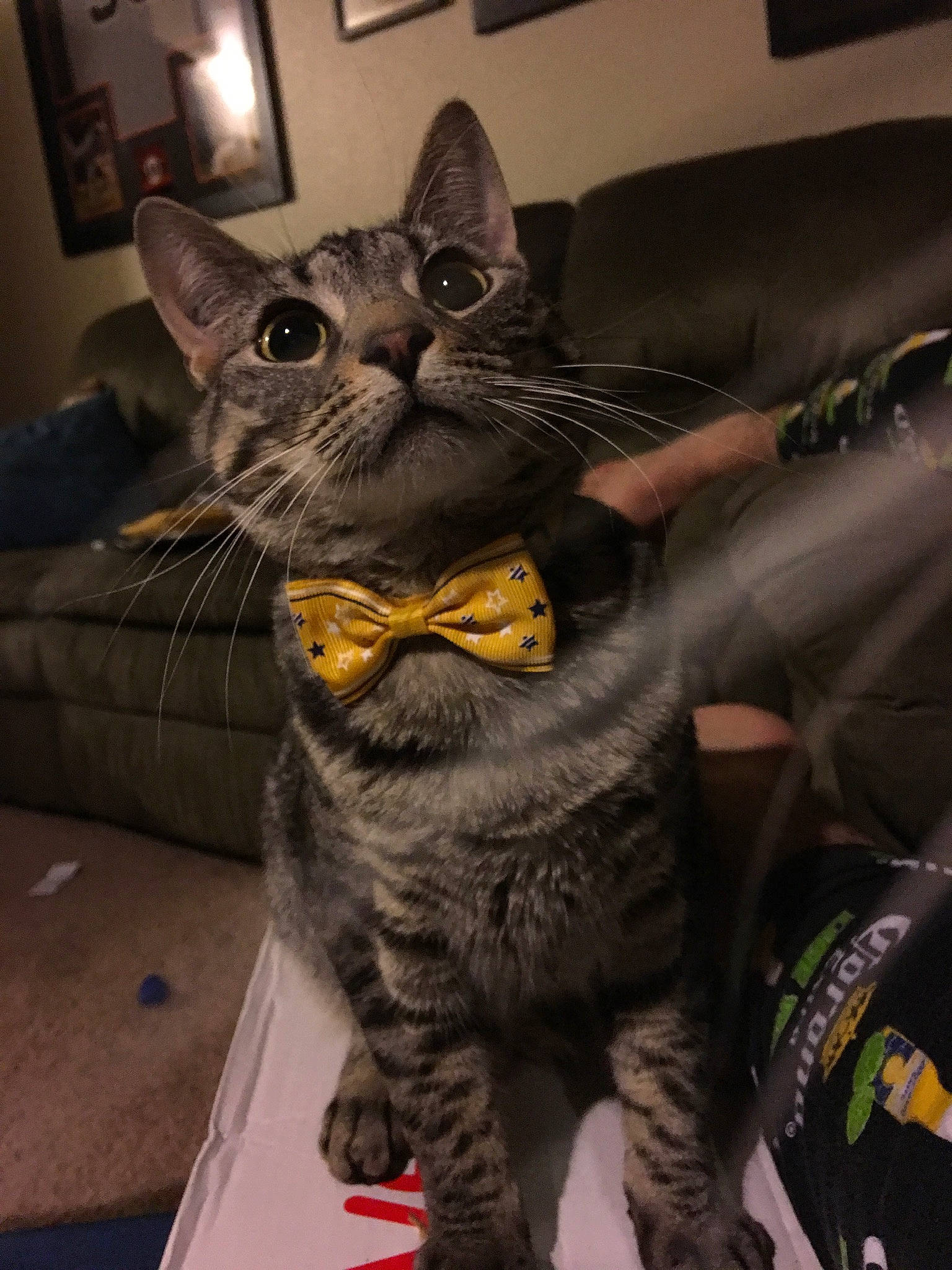 Milo joined the competition — help win amazing prizes! american_shorthair, asian, california_spangled, carnivore, cat, domestic_short_haired_cat, dragon_li, egyptian_mau, european_shorthair, felidae, german_rex, kitten, mammal, ocicat, pixie_bob, small_to_medium_sized_cats, snout, tabby_cat, vertebrate, whiskers