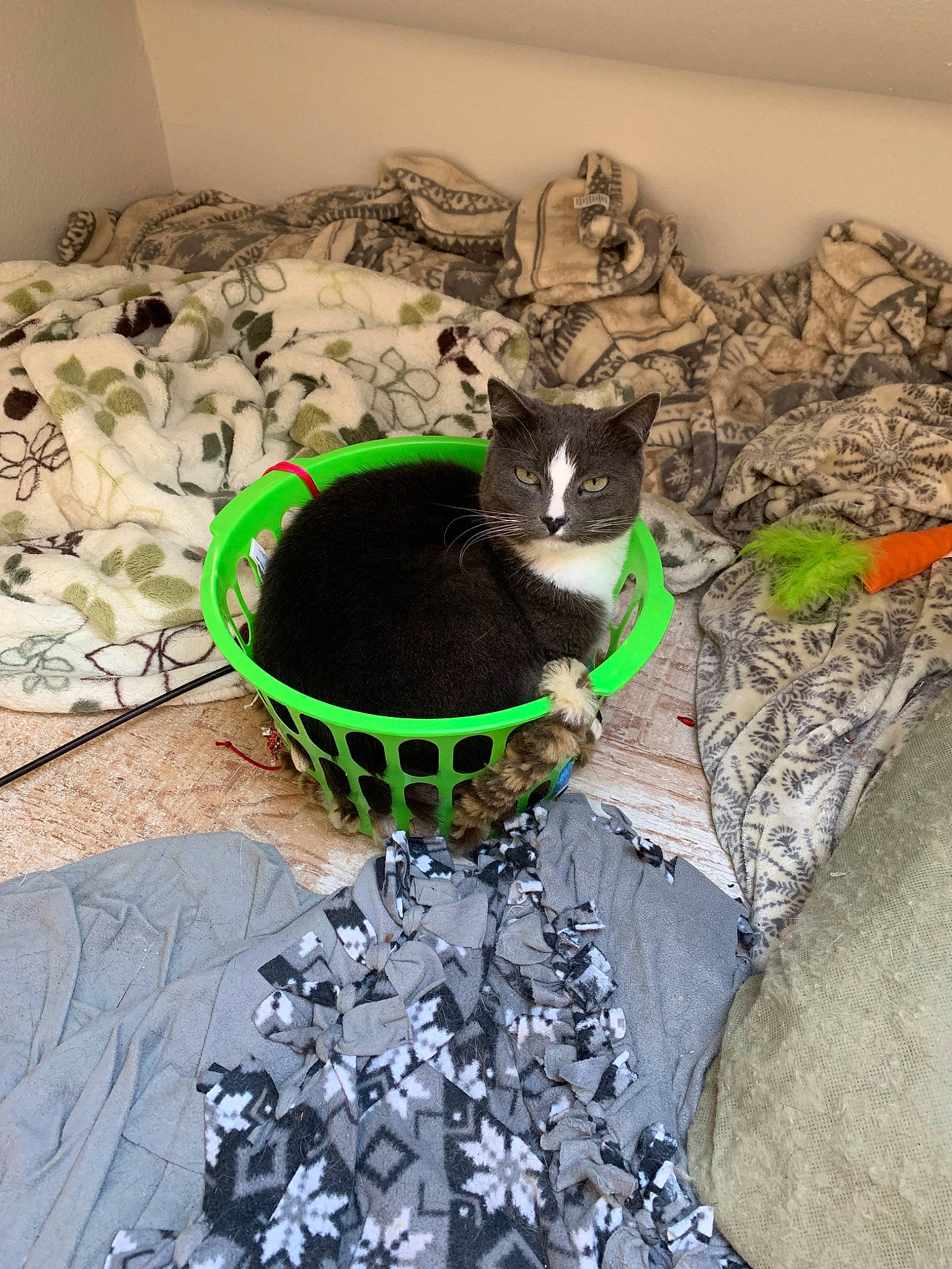 Frisco joined the competition — help win amazing prizes! carnivore, cat, felidae, kitten, small_to_medium_sized_cats