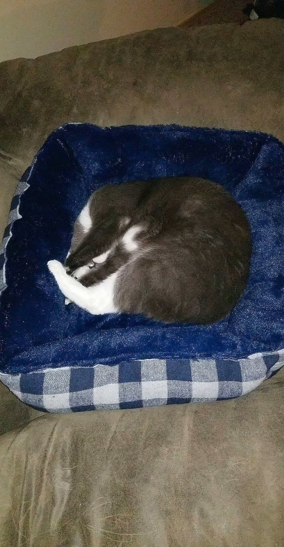 Frisco is registered to the contest to win money with this photo: cat, cat_bed, cat_supply, dog_bed, pet_supply