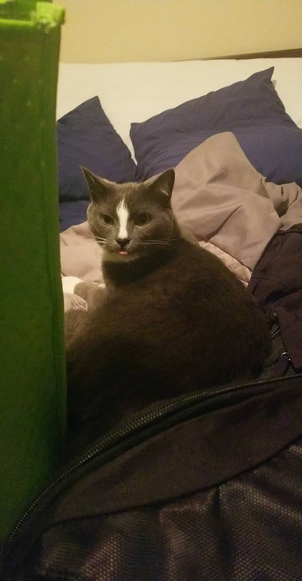 Frisco joined the competition — help win amazing prizes! asian, bed_sheet, carnivore, cat, domestic_short_haired_cat, felidae, fur, furniture, kitten, linens, small_to_medium_sized_cats, whiskers