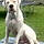 Tayson