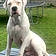 Tayson