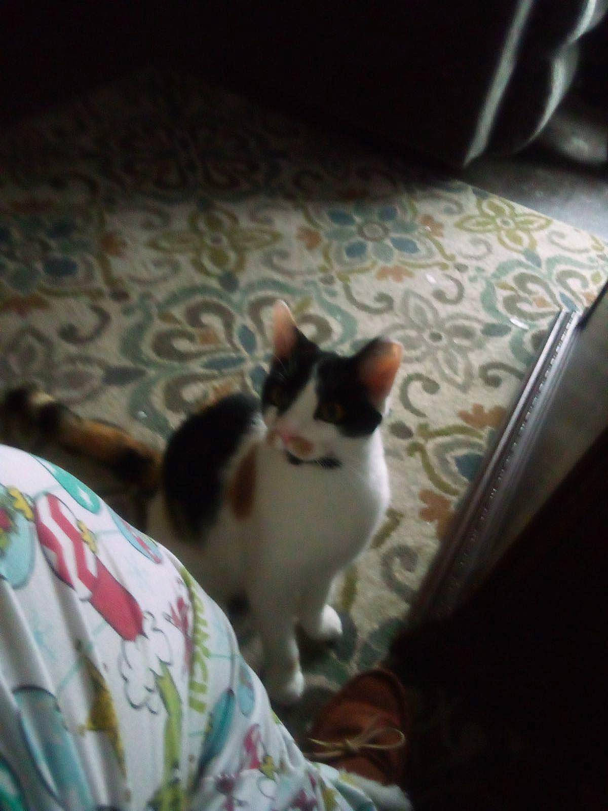 Georgia is registered to the contest to win money with this photo: carnivore, cat, comfort, domestic_short_haired_cat, door, eye, felidae, floor, flooring, fur, hardwood, leg, linens, mammal, room, small_to_medium_sized_cats, snout, tail, whiskers, wood