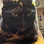 animal, background, cat, clock, close_up, domestic_animal, ears, eyes, face, feline, fur, fur_pattern, household, indoor, pet, portrait, resting, tortoiseshell_cat, whiskers, yellow_surface