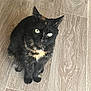 animal, black_fur, cat, cream_patches, curious, cute, domestic_animal, ears, feline, floor, fur, green_eyes, indoor, looking_up, orange_patches, pet, sitting, tortoiseshell, whiskers, wooden_floor