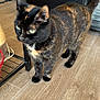 animal, cat, close_up, curious, domestic, ears, exploring, feline, fur, green_eyes, household, indoor, metal_shelf, pet, standing, tail, tortoiseshell, walking, whiskers, wood_floor