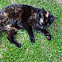 Nutella participe au concours pour gagner de l'argent avec cette photo : animal, cat, closeup, cute, daylight, feline, fur, grass, green, ground, laying, mammal, nature, outdoor, paw, pet, relaxed, resting, tortoiseshell, whiskers