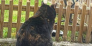 Nutella a rejoint le concours — aidez-le/la à gagner de superbes lots ! animal, back_view, cat, curious, daytime, domestic_cat, fence, garden, grass, greenery, nature, outdoor, peaceful, pet, quiet, sitting, tail, tortoiseshell, wood, wooden_deck