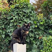 Nutella participe au concours pour gagner de l'argent avec cette photo : animal, cat, daylight, foliage, fur, garden, greenery, ivy, leaf, nature, outdoor, perched, pet, plant, post, serious, sitting, tail, tortoiseshell_cat, wildlife