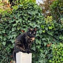 animal, cat, daylight, foliage, fur, garden, greenery, ivy, leaf, nature, outdoor, perched, pet, plant, post, serious, sitting, tail, tortoiseshell_cat, wildlife