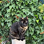 Nutella a rejoint le concours — aidez-le/la à gagner de superbes lots ! animal, cat, daylight, feline, fur, garden, greenery, ivy, leaf, nature, outdoor, perched, pet, plant, post, sitting, tail, tortoiseshell_cat, whiskers, wildlife