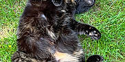 Nutella a rejoint le concours — aidez-le/la à gagner de superbes lots ! animal, black_cat, cat, cute, furry, garden, grass, lying_down, mammal, nature, outdoor, paws, pet, playful, relaxed, resting, sleeping, sunlight, tail, whiskers