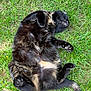 animal, black_cat, cat, cute, furry, garden, grass, lying_down, mammal, nature, outdoor, paws, pet, playful, relaxed, resting, sleeping, sunlight, tail, whiskers