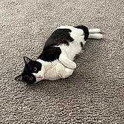 Tux is registered to the contest to win money with this photo: animal, black_and_white, carpet, cat, curled_up, cute, domestic, eyes, floor, fur, indoor, lying_down, mammal, nose, paws, pet, playful, relaxed, texture, whiskers