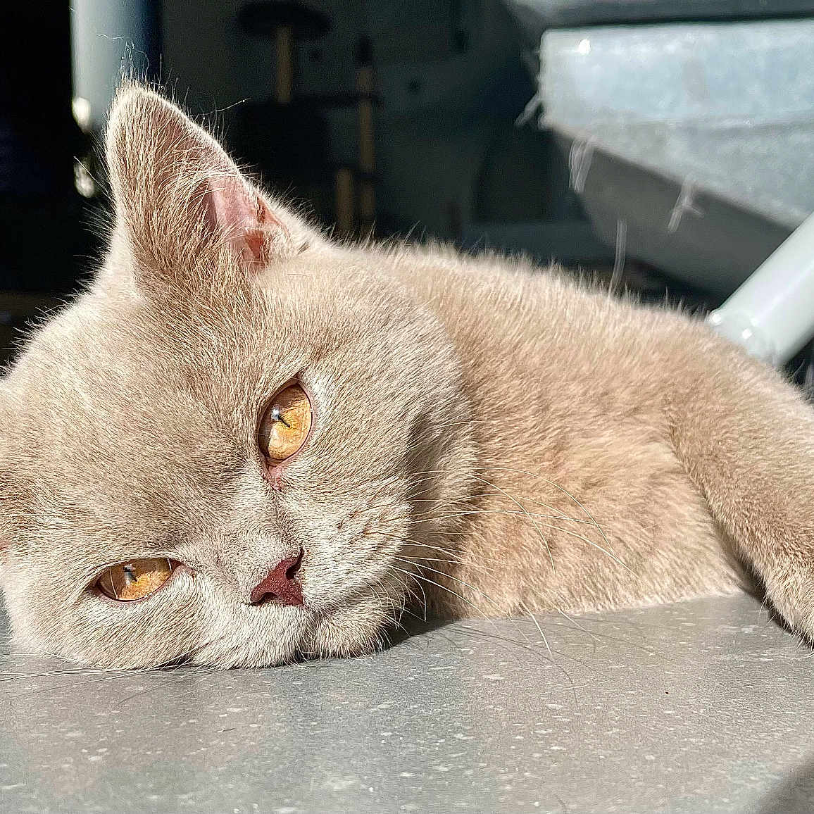 Verlaine participe au concours pour gagner de l'argent avec cette photo : abyssinian, angora, animal, cat, kitten, manx, pet, siamese